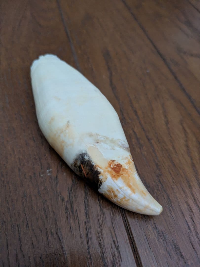 マッコウクジラ（？）の歯