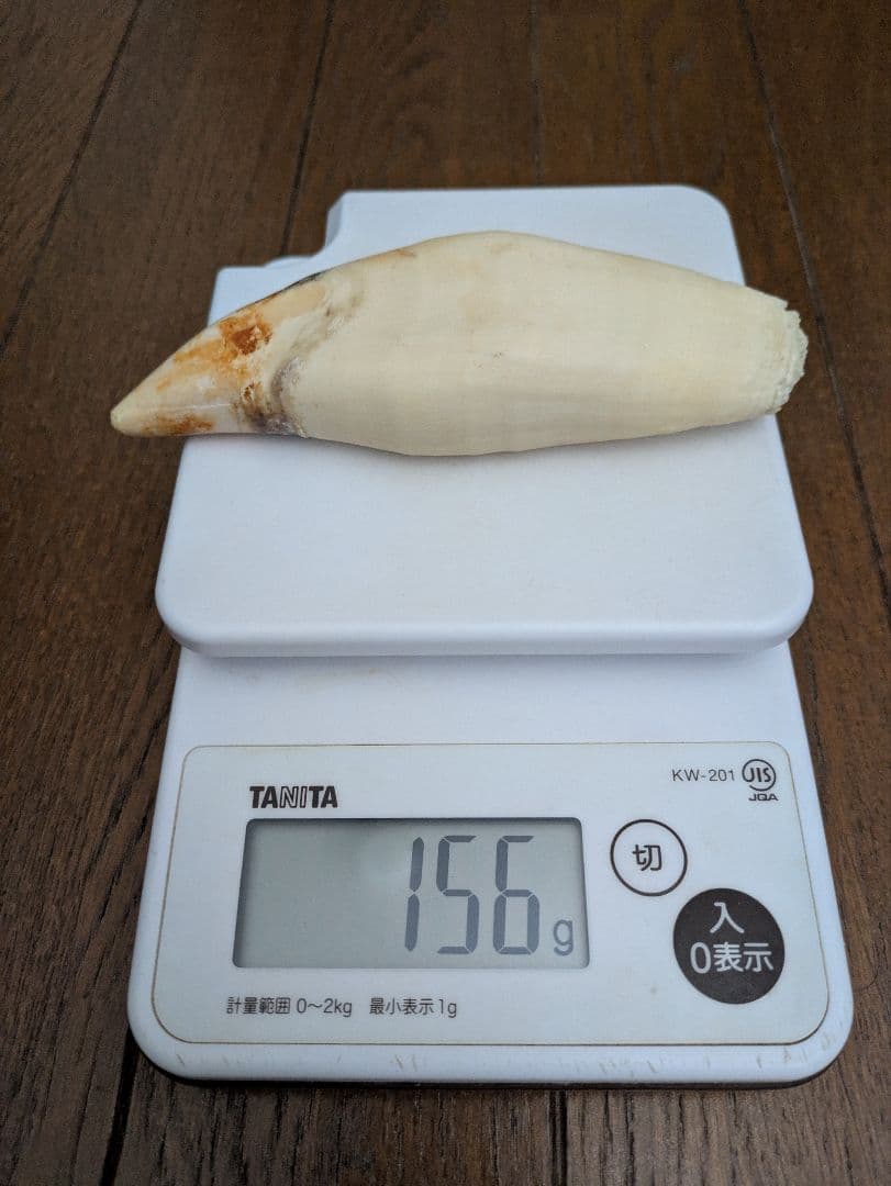 マッコウクジラ（？）の歯