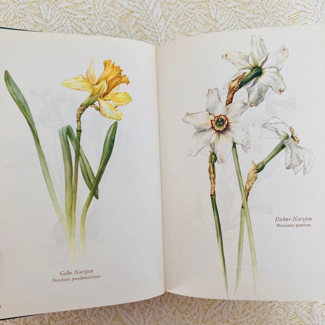洋書古書　希少　ヴィンテージ植物図鑑　繊細で美しい植物画304点　画集　ドイツ語