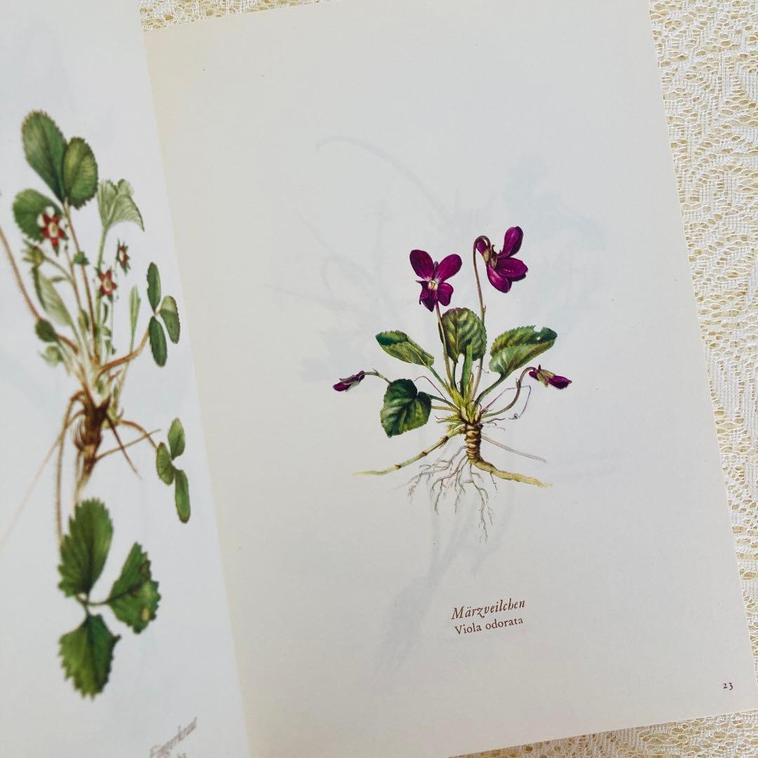 洋書古書　希少　ヴィンテージ植物図鑑　繊細で美しい植物画304点　画集　ドイツ語