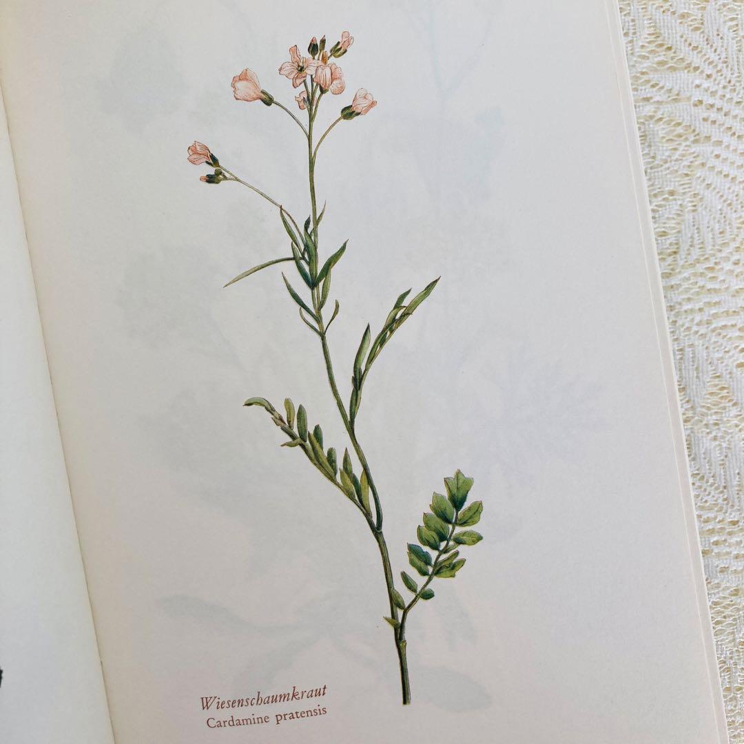 洋書古書　希少　ヴィンテージ植物図鑑　繊細で美しい植物画304点　画集　ドイツ語