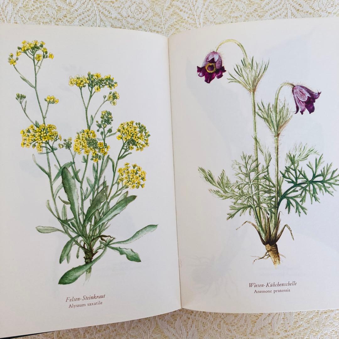 洋書古書　希少　ヴィンテージ植物図鑑　繊細で美しい植物画304点　画集　ドイツ語