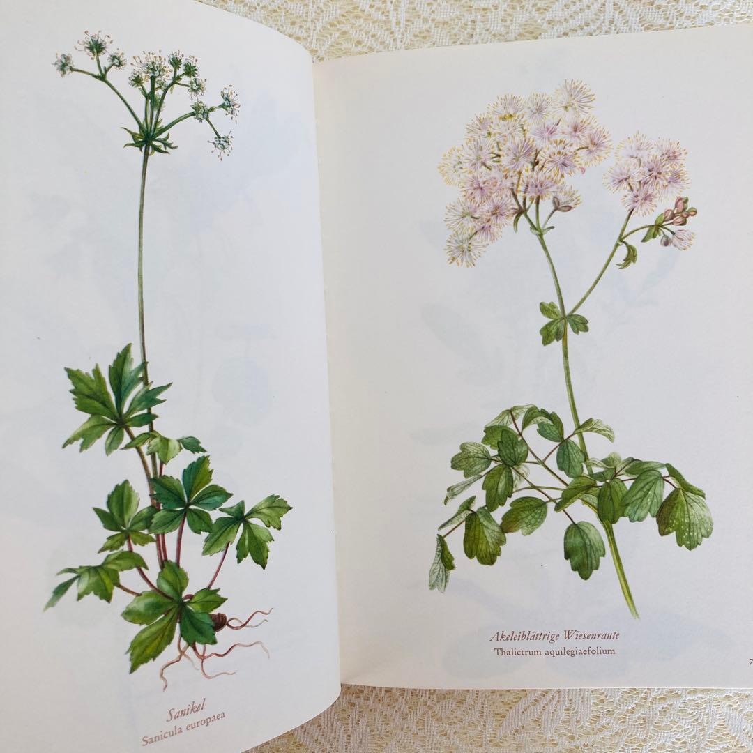 洋書古書　希少　ヴィンテージ植物図鑑　繊細で美しい植物画304点　画集　ドイツ語