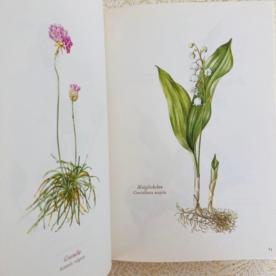 洋書古書　希少　ヴィンテージ植物図鑑　繊細で美しい植物画304点　画集　ドイツ語