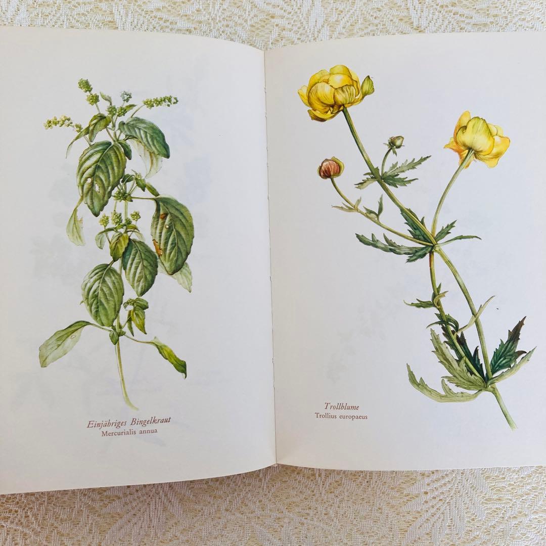 洋書古書　希少　ヴィンテージ植物図鑑　繊細で美しい植物画304点　画集　ドイツ語
