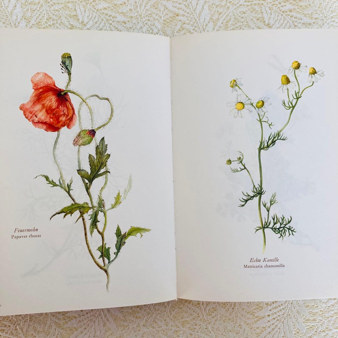 洋書古書　希少　ヴィンテージ植物図鑑　繊細で美しい植物画304点　画集　ドイツ語