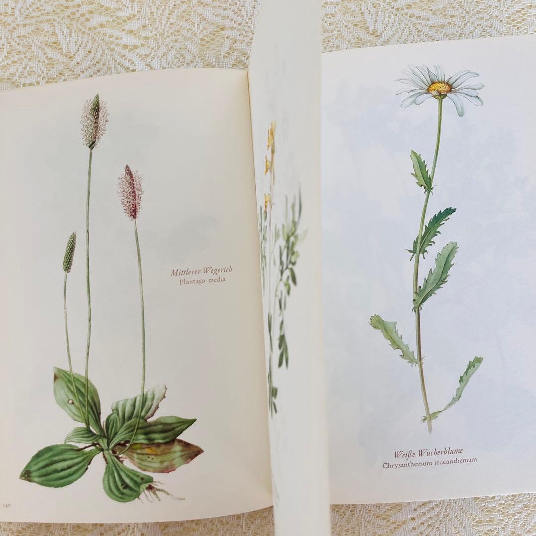 洋書古書　希少　ヴィンテージ植物図鑑　繊細で美しい植物画304点　画集　ドイツ語