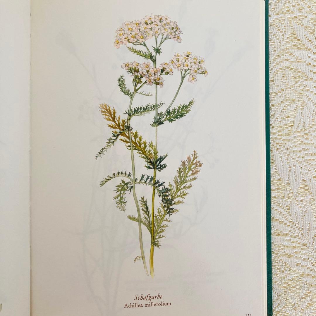 洋書古書　希少　ヴィンテージ植物図鑑　繊細で美しい植物画304点　画集　ドイツ語