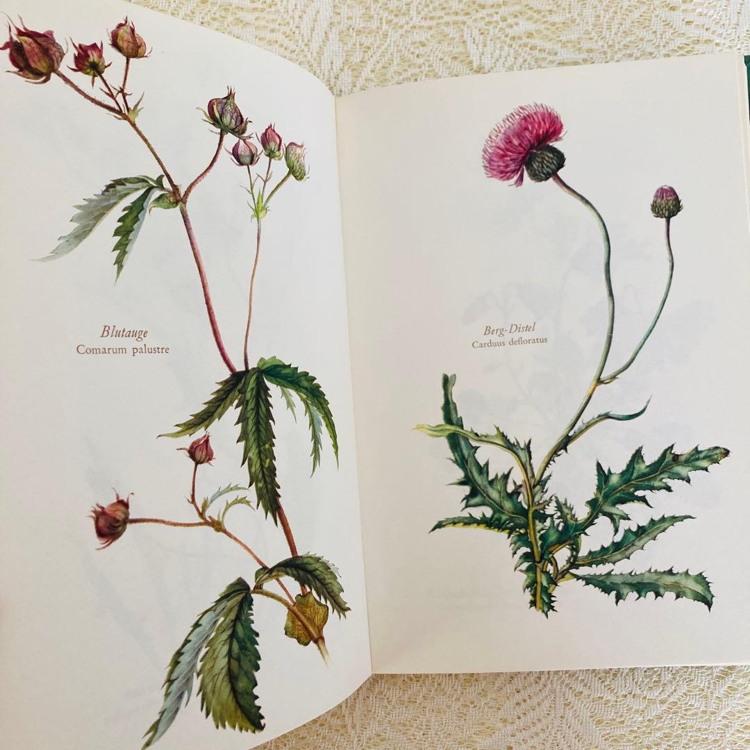 洋書古書　希少　ヴィンテージ植物図鑑　繊細で美しい植物画304点　画集　ドイツ語