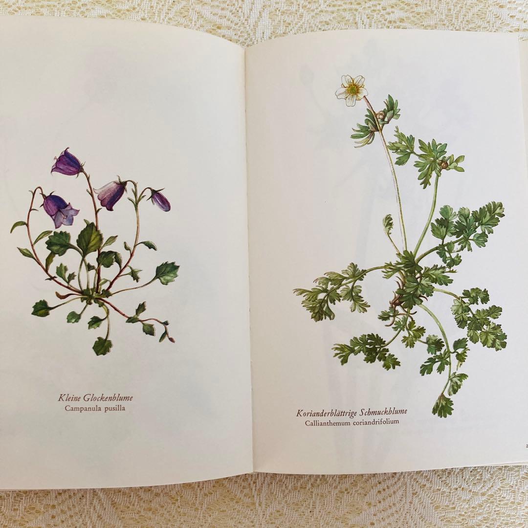 洋書古書　希少　ヴィンテージ植物図鑑　繊細で美しい植物画304点　画集　ドイツ語