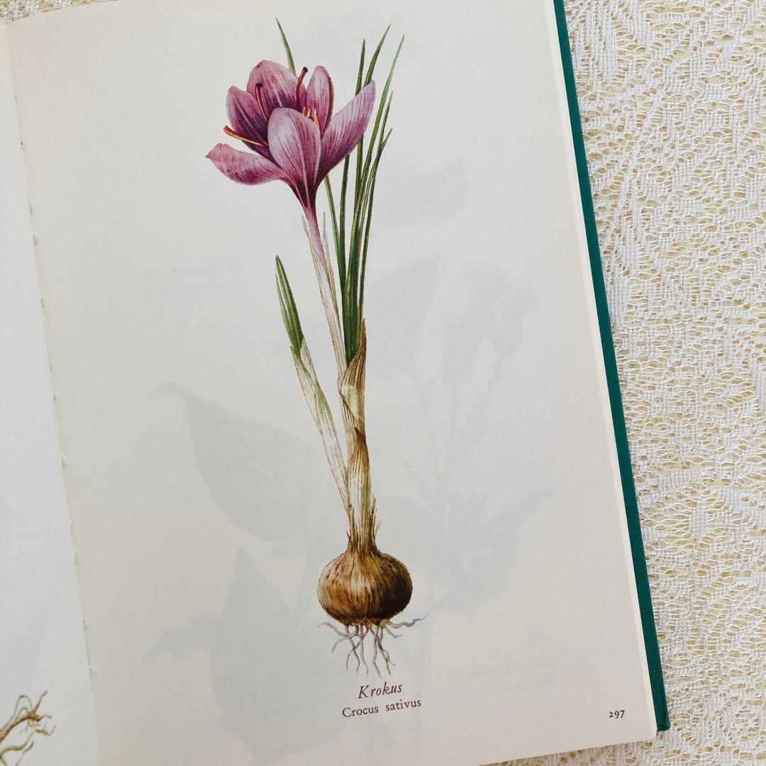 洋書古書　希少　ヴィンテージ植物図鑑　繊細で美しい植物画304点　画集　ドイツ語