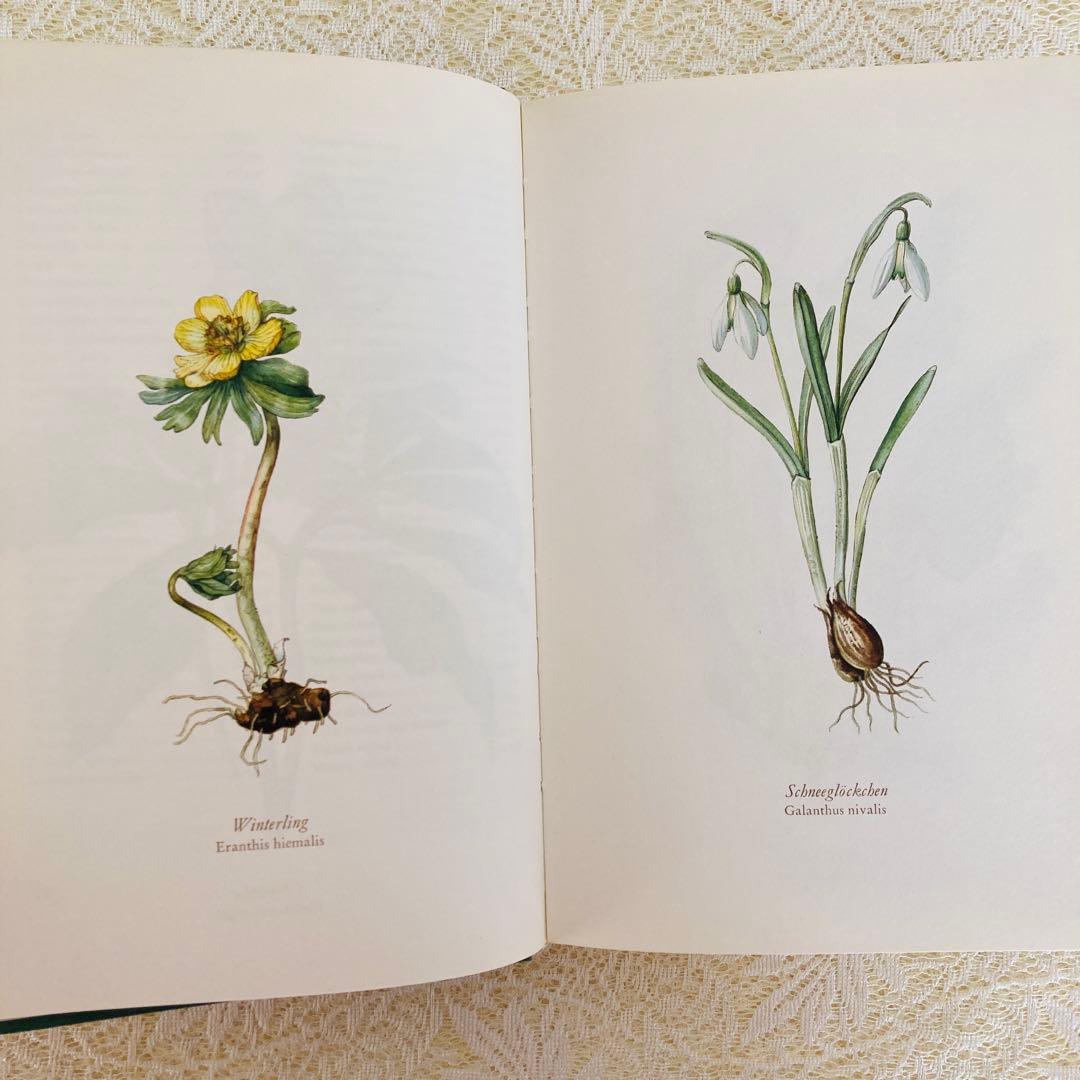 洋書古書　希少　ヴィンテージ植物図鑑　繊細で美しい植物画304点　画集　ドイツ語