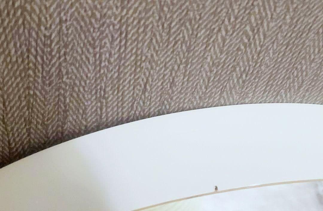 TEORI ZERO ミラー Lサイズ 乳白