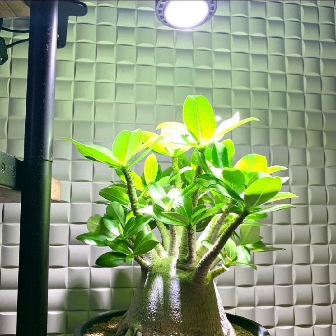 15W植物育成ライトGrowLight PAR20 6000K 6個