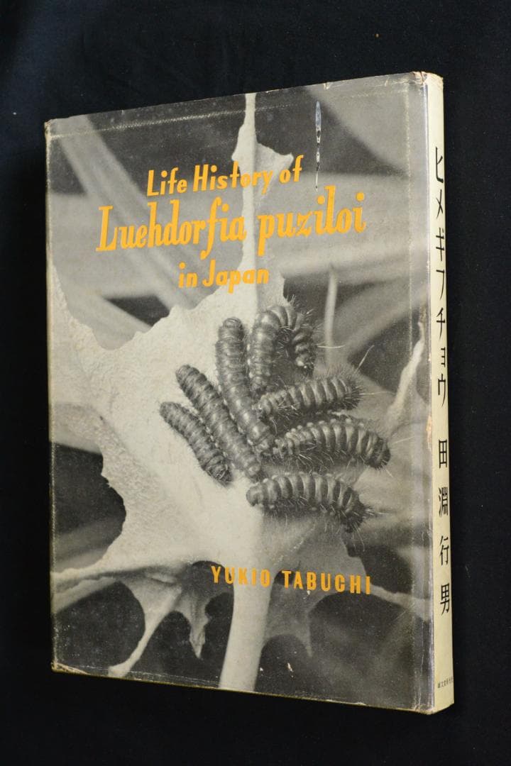 【ヒメギフチョウ】田淵行男　1957年初版　　★★大幅に値下げしました