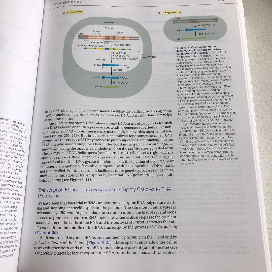 細胞の分子生物学