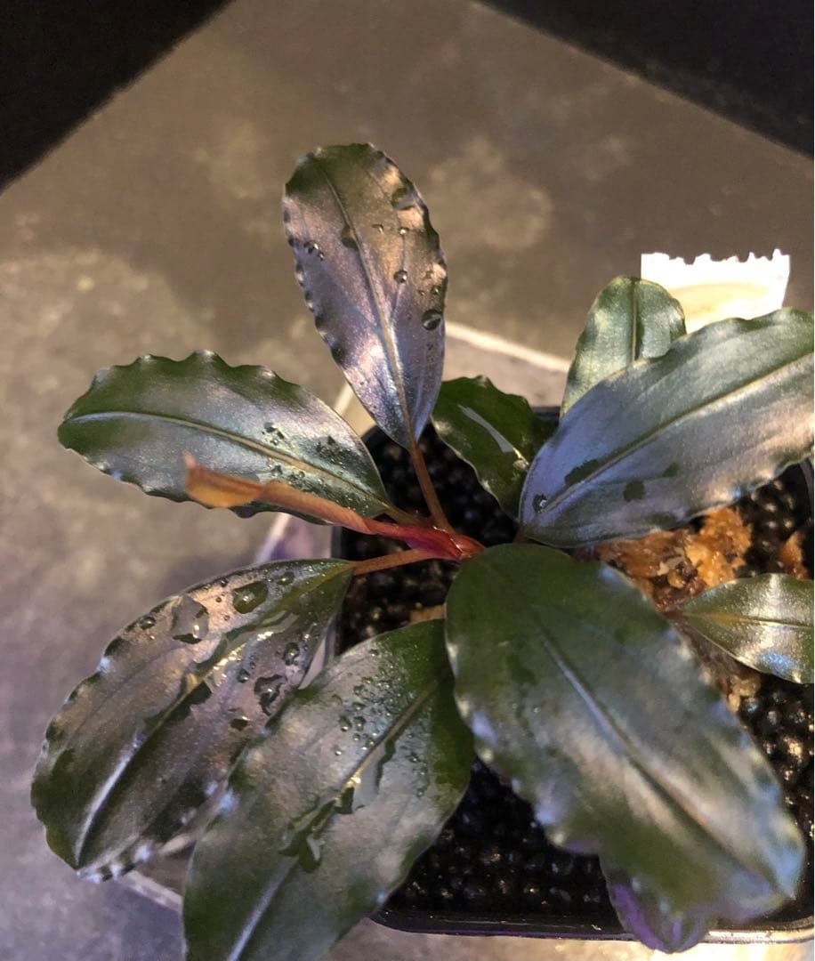 陰性水草の王様的存在【ブセファランドラ】Ghost 2016