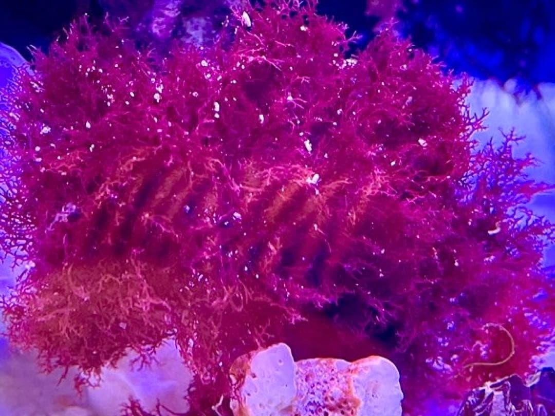 【匿名配送】　海藻　いろいろ　セット　宅急便