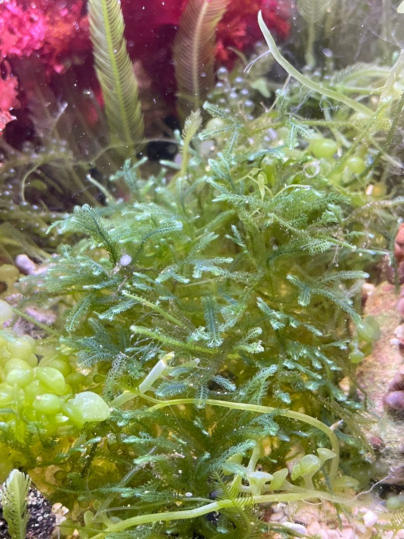 【匿名配送】　海藻　いろいろ　セット　宅急便