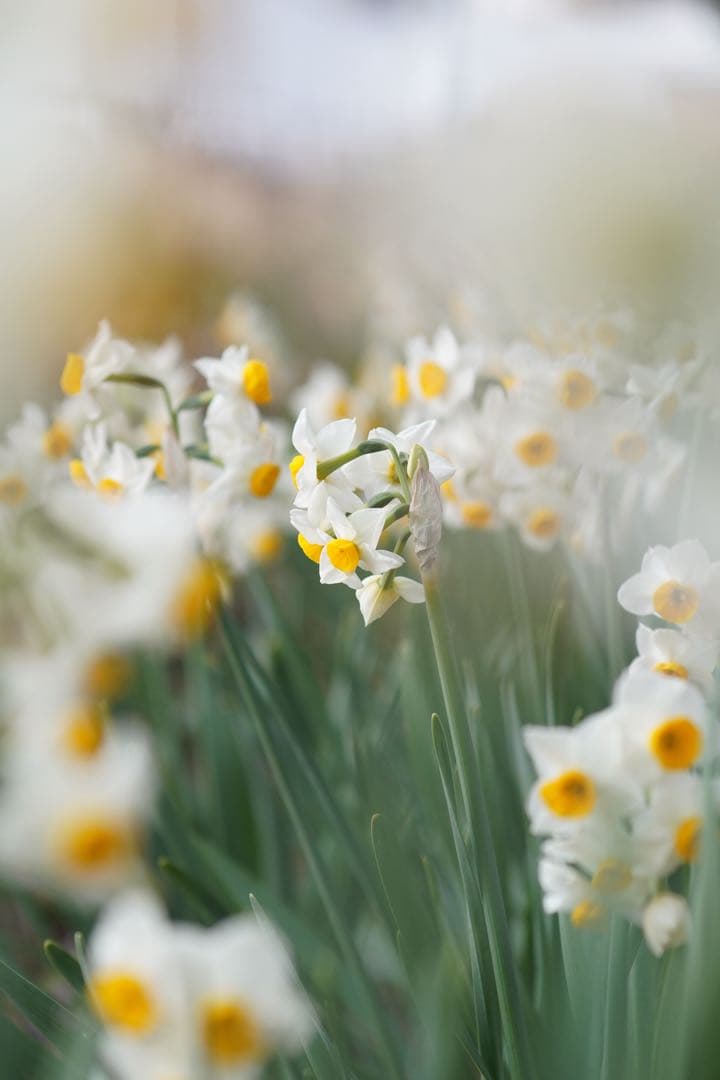 Leica Elmar-C 90mm f/4 ライカMマウント 今だけこの値段！