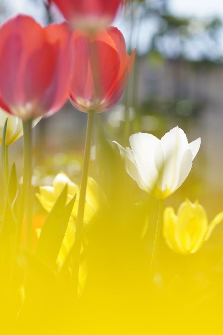 Leica Elmar-C 90mm f/4 ライカMマウント 今だけこの値段！