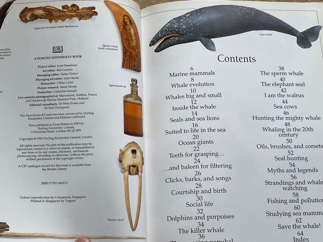 洋書　クジラの本　EYEWITNESS GUIDES シリーズ　WHALE