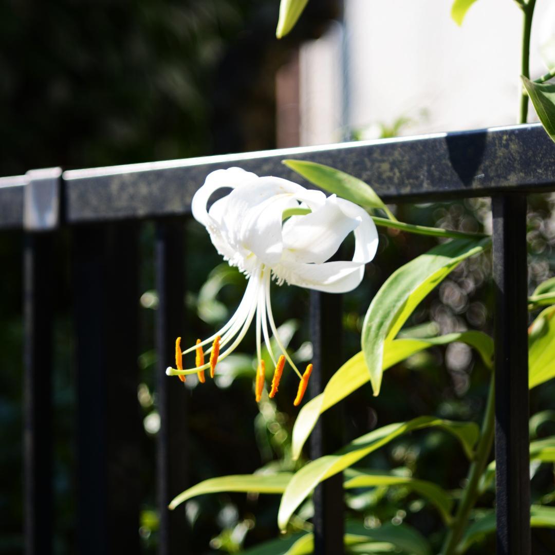 ★Nikon用Carl Zeiss Jena Tessar 50mm F2.8★