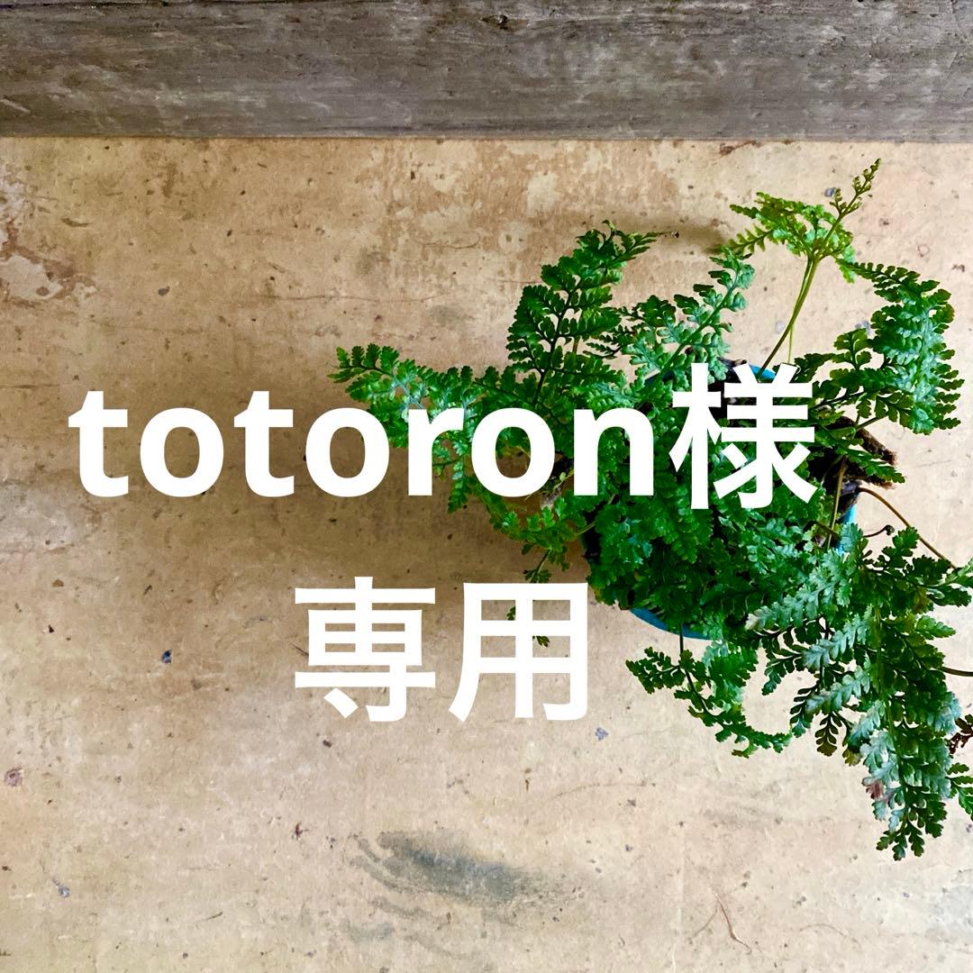totoronページです。画像のお皿3枚