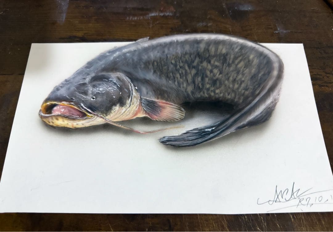 色鉛筆画 ナマズ(原画)