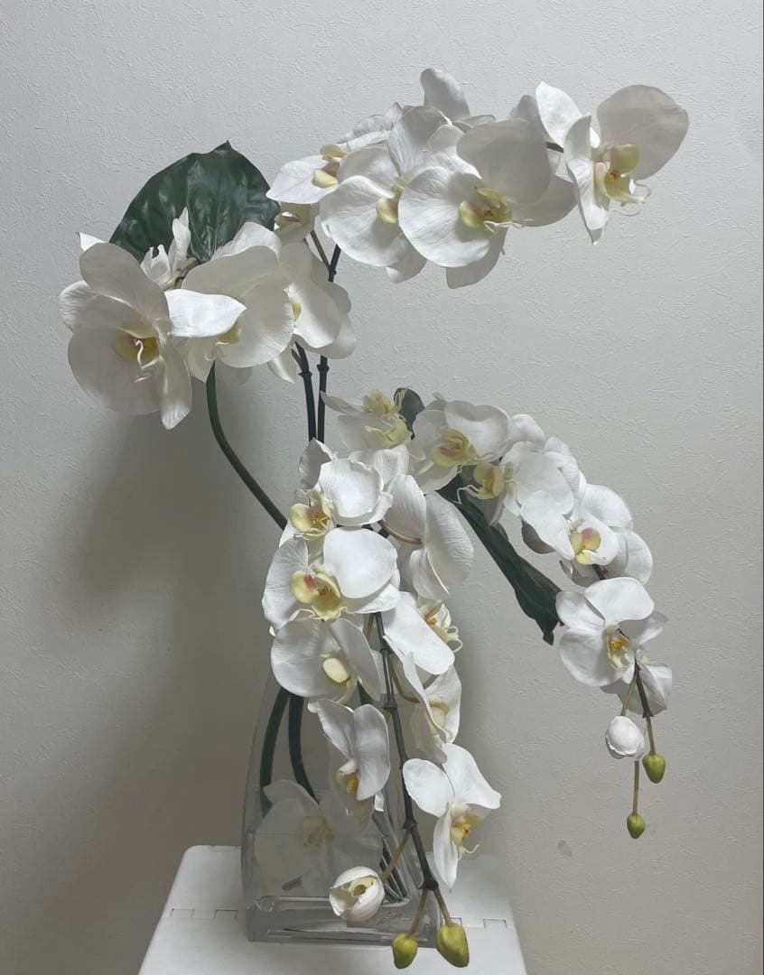 Bエミリオロバ ファレノプシス2L 胡蝶蘭 花 白フラワーアレンジメント