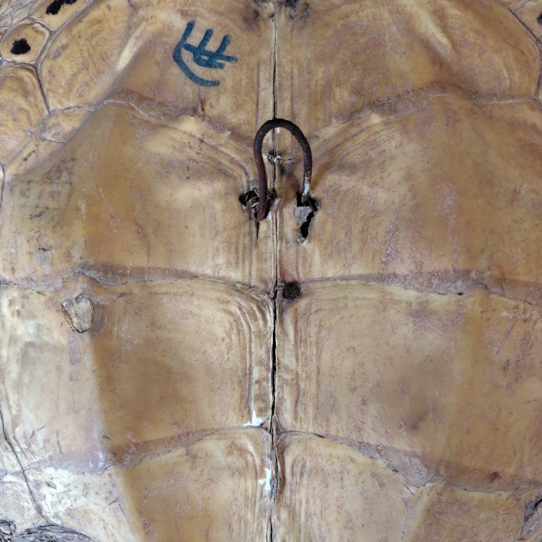 亀 　タイマイ 　剥製