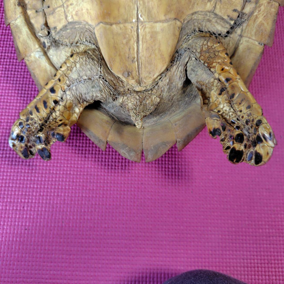 亀 　タイマイ 　剥製