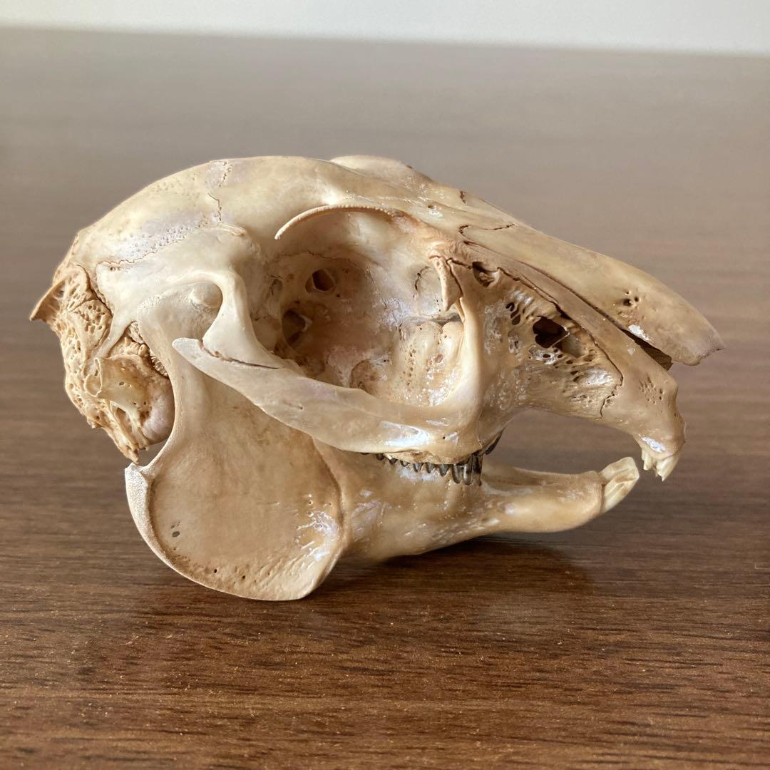 ノウサギの骨標本　頭骨標本