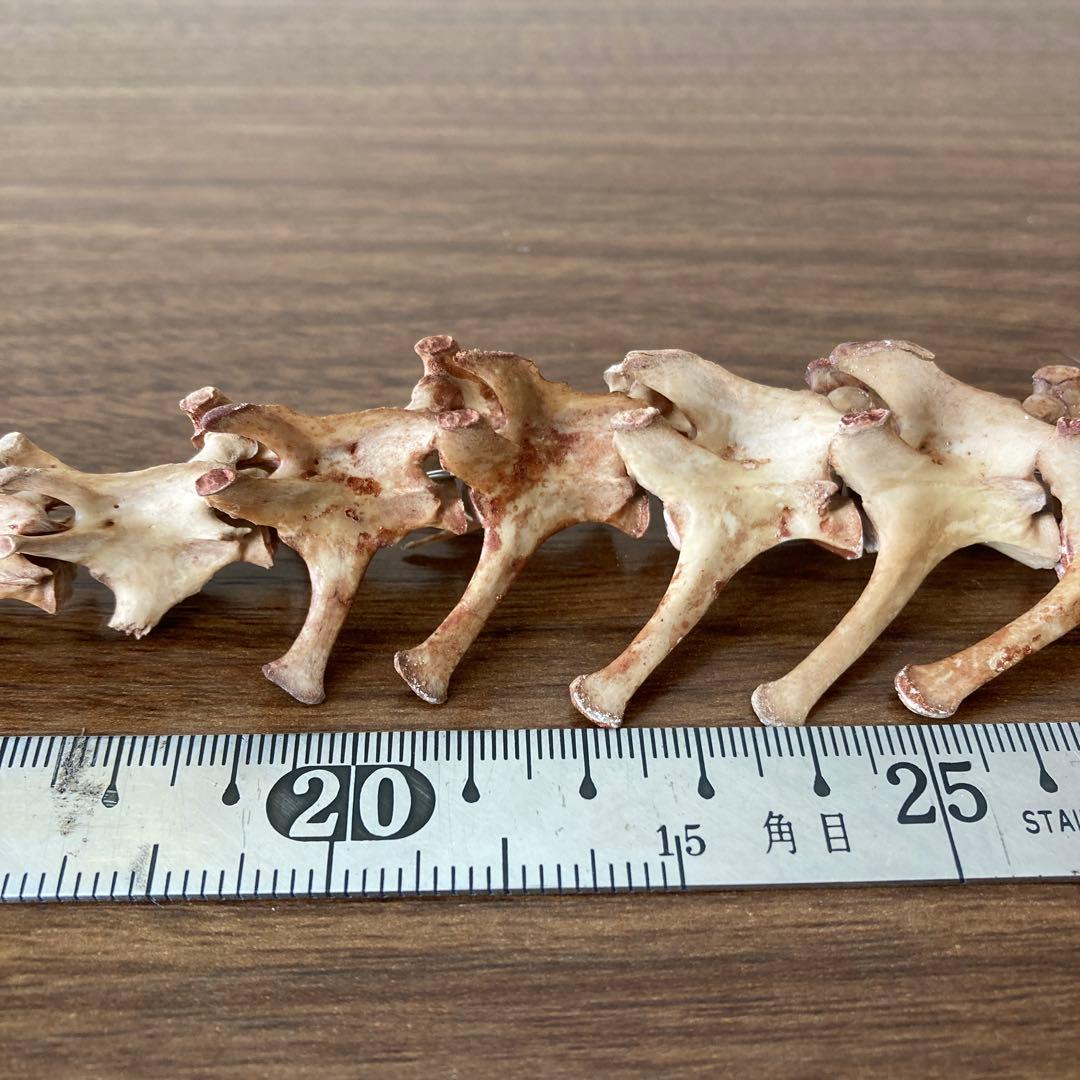 ノウサギの骨標本　頭骨標本