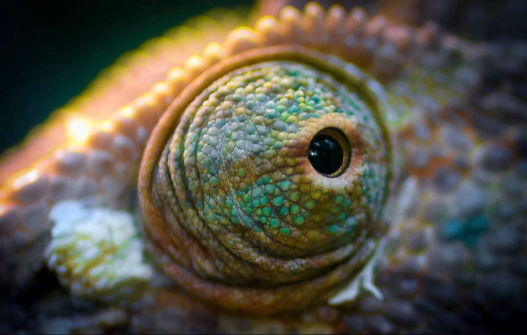 レンズ(単焦点) TAMRON SP AF Di 90mm F2.8 MACRO