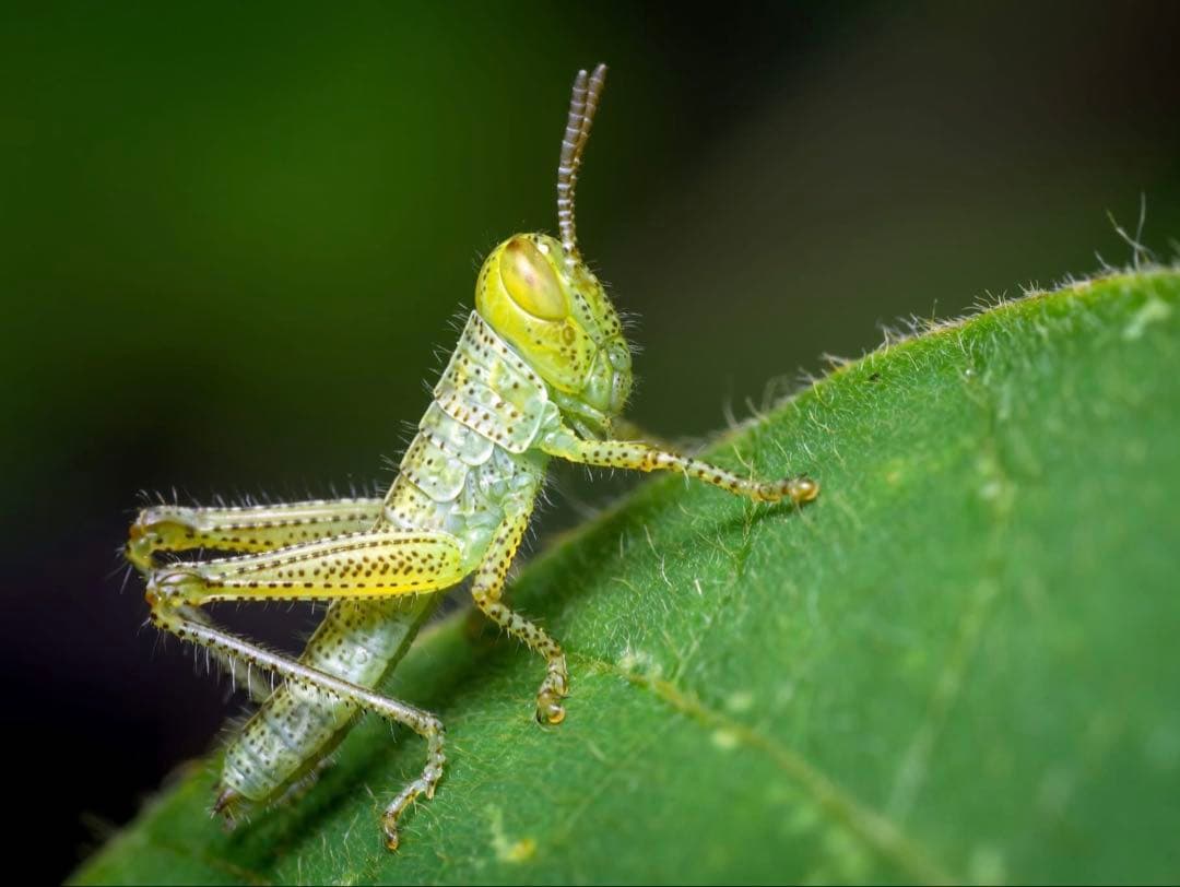 レンズ(単焦点) TAMRON SP AF Di 90mm F2.8 MACRO