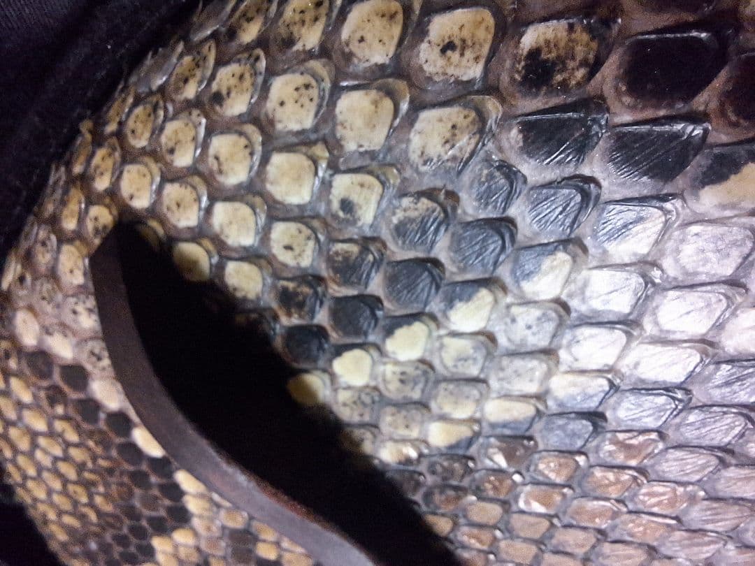 三線　爪 駒 ソフトケース クリップチューナー付き