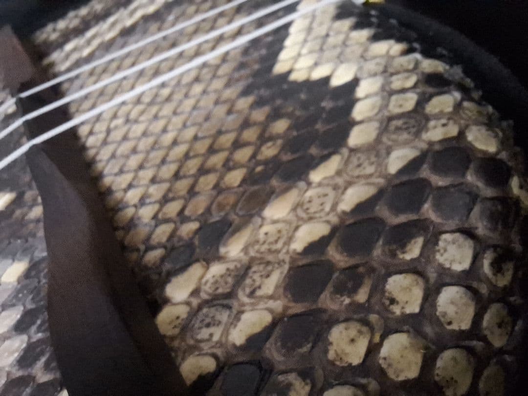 三線　爪 駒 ソフトケース クリップチューナー付き