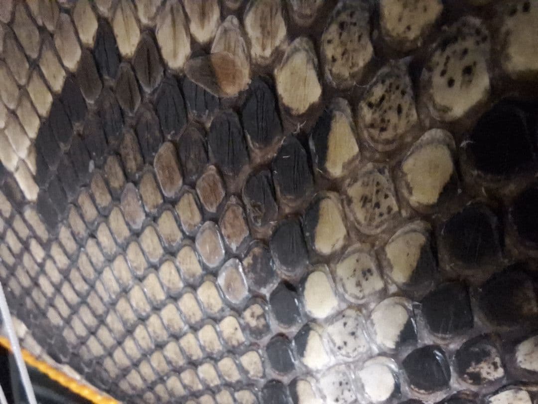 三線　爪 駒 ソフトケース クリップチューナー付き