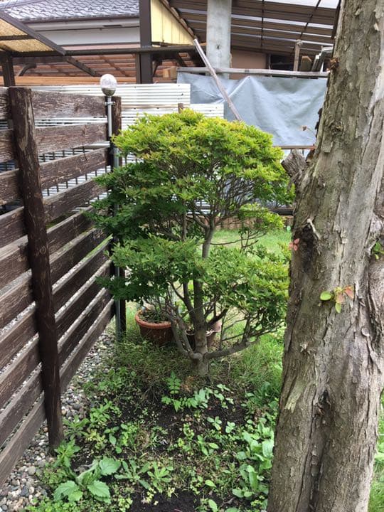 庭木売ります　　現物確認後、要相談　五千円から２万