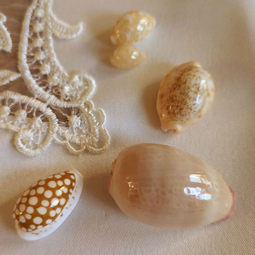 COWRIES　オサナ　カノコ　パパイア　フイリチドリダカラガイ　宝貝　貝殻5個