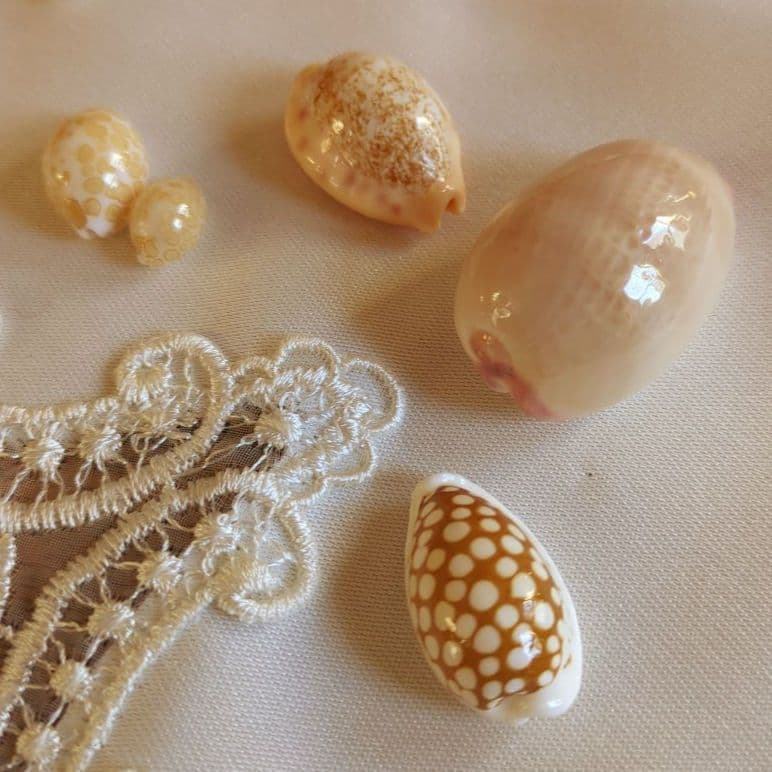 COWRIES　オサナ　カノコ　パパイア　フイリチドリダカラガイ　宝貝　貝殻5個