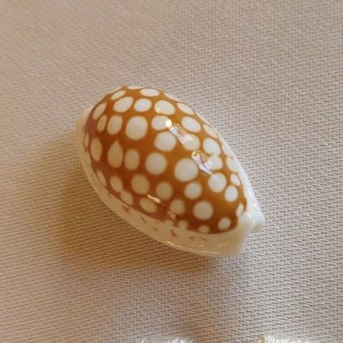 COWRIES　オサナ　カノコ　パパイア　フイリチドリダカラガイ　宝貝　貝殻5個