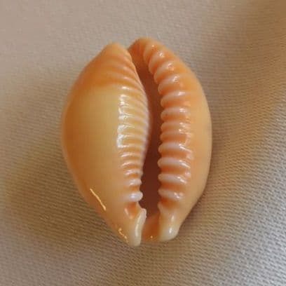 COWRIES　オサナ　カノコ　パパイア　フイリチドリダカラガイ　宝貝　貝殻5個