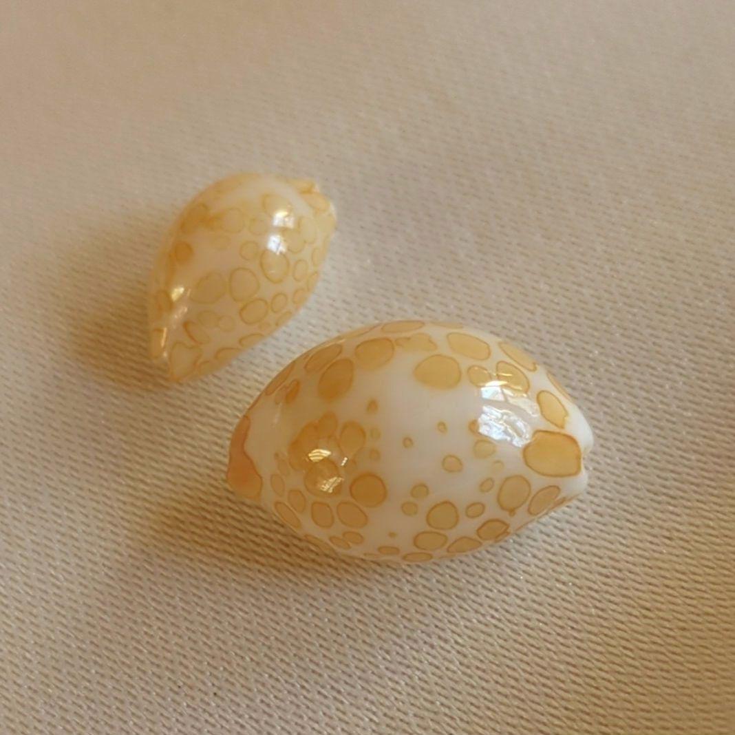 COWRIES　オサナ　カノコ　パパイア　フイリチドリダカラガイ　宝貝　貝殻5個