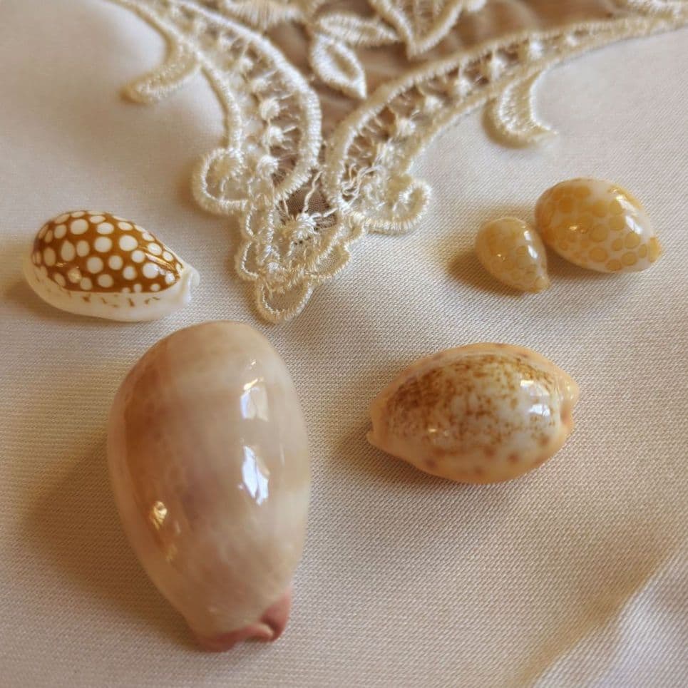 COWRIES　オサナ　カノコ　パパイア　フイリチドリダカラガイ　宝貝　貝殻5個