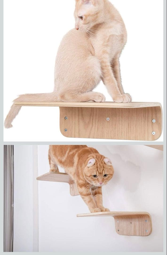 6枚　MYZOO マイズー　猫　キャットウォーク