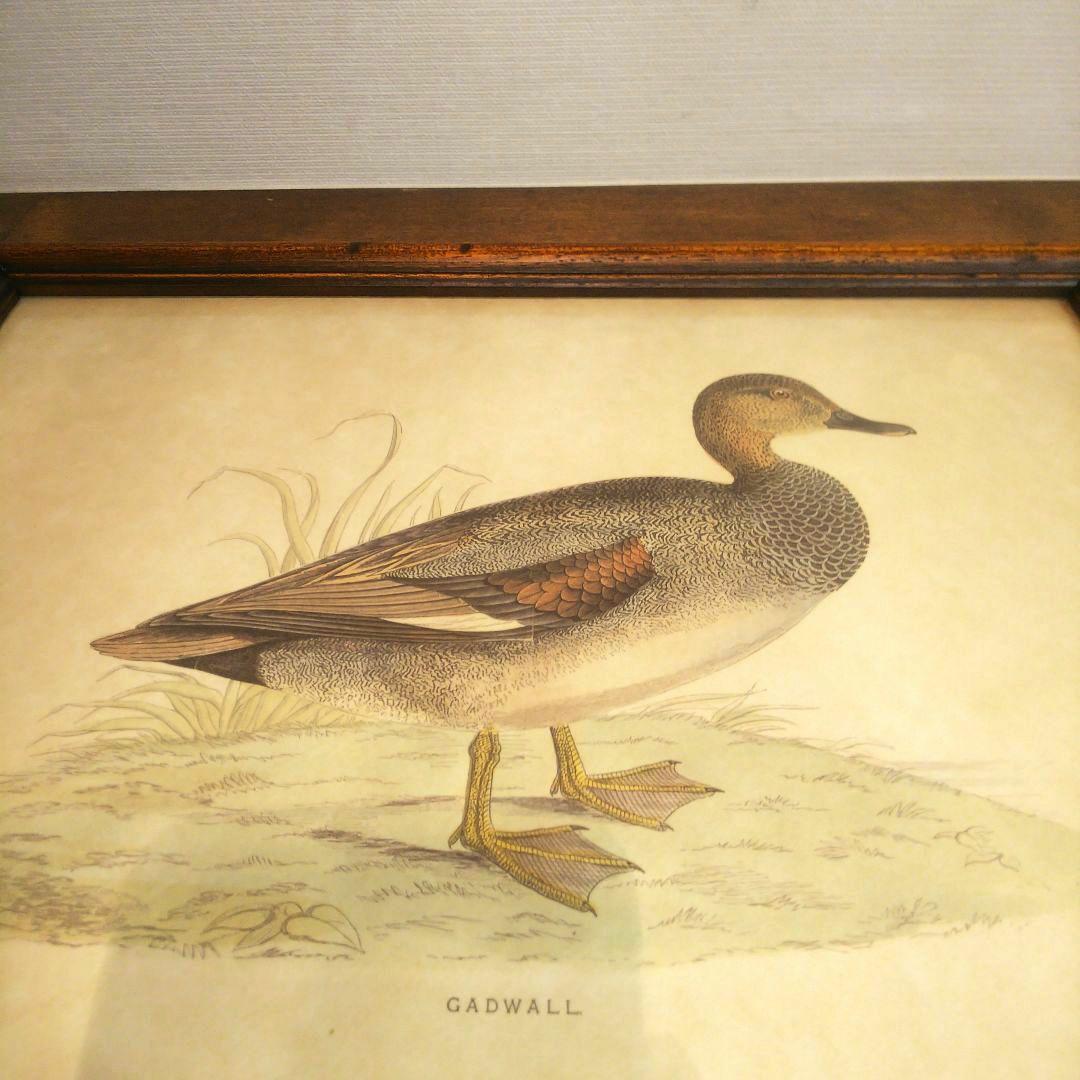 M*e様 Grafiche Tasgotti イタリアン プリント 水鳥 ４点セ