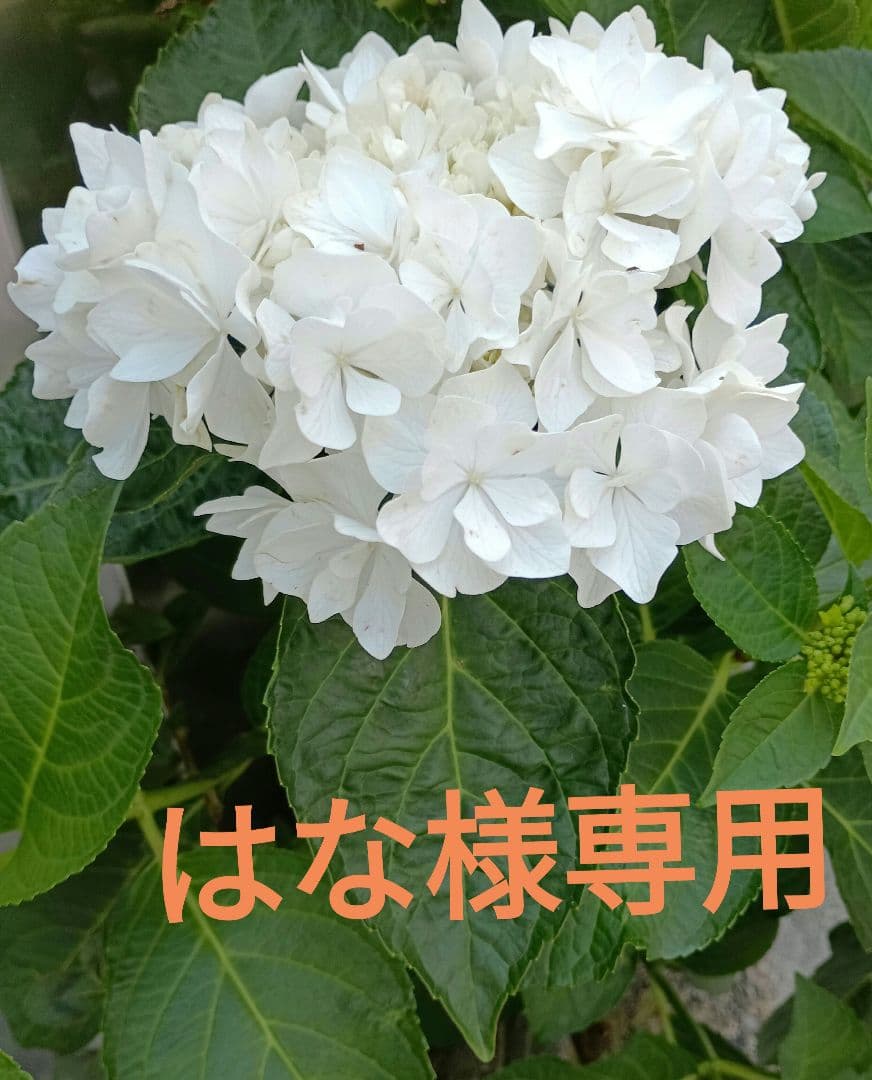 ランプベルジェオイル はな