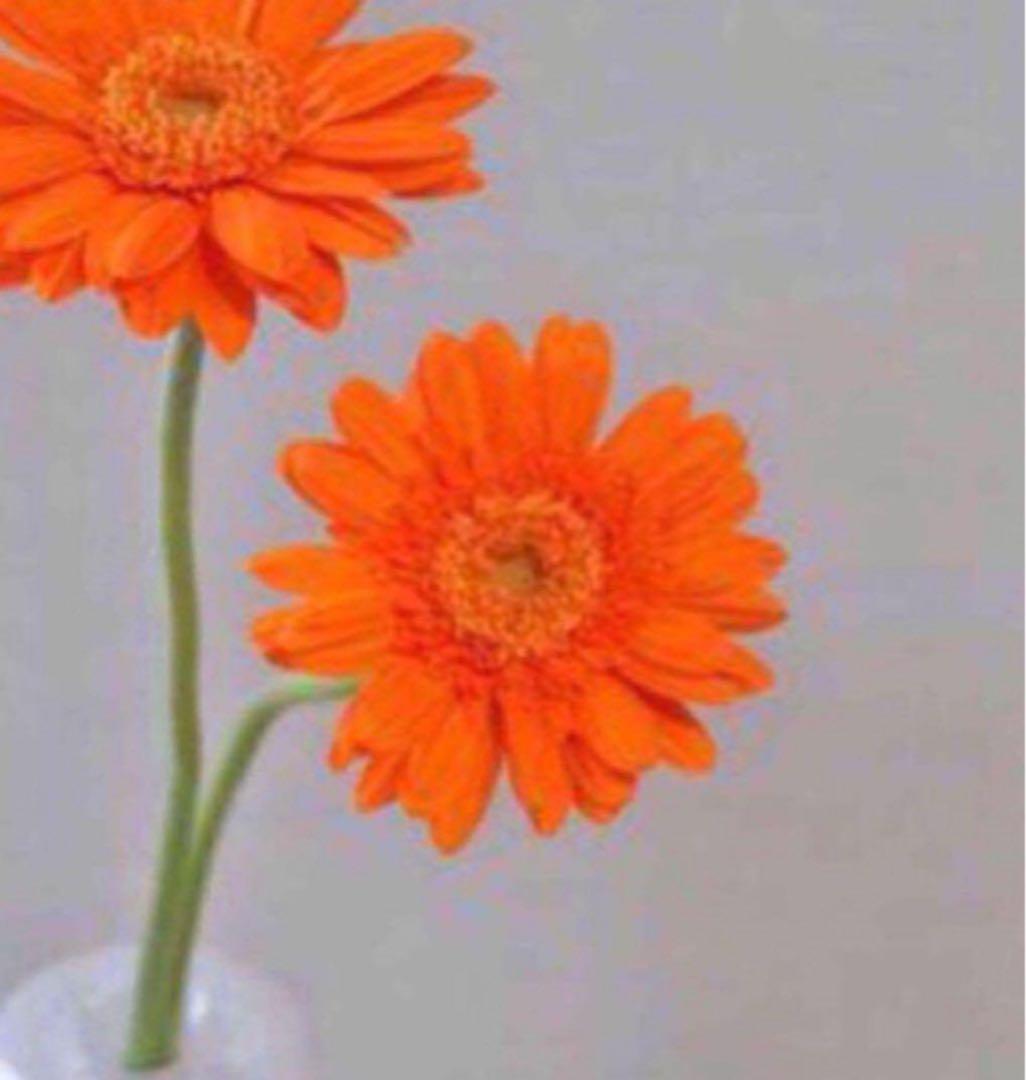 ナツ 3点おまとめ